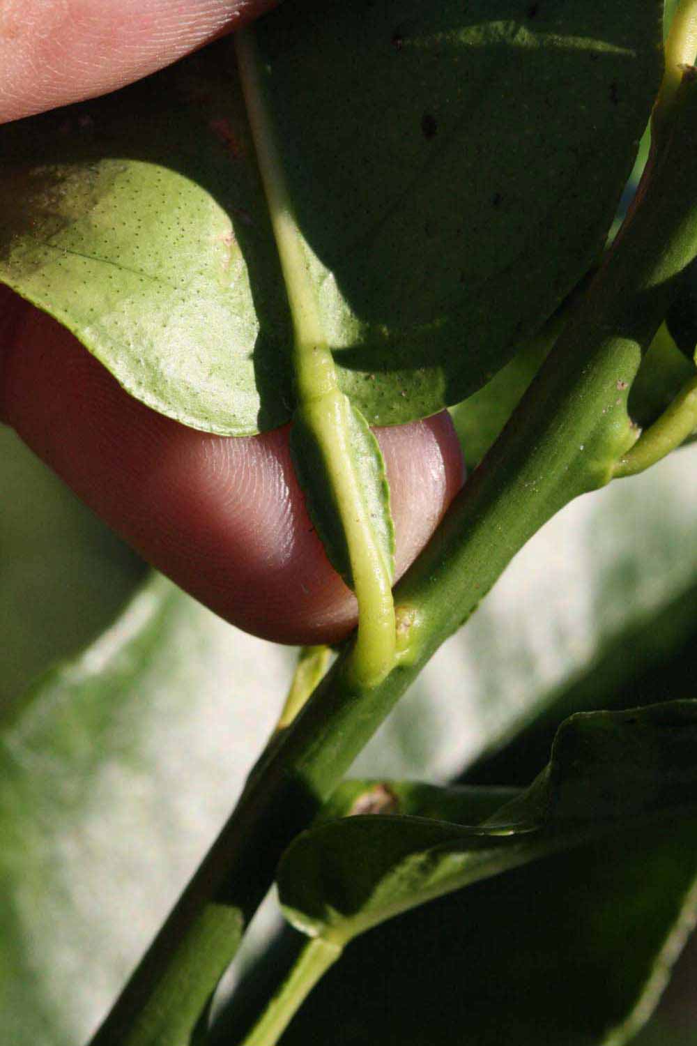              Petiole (Riverside, CA)       